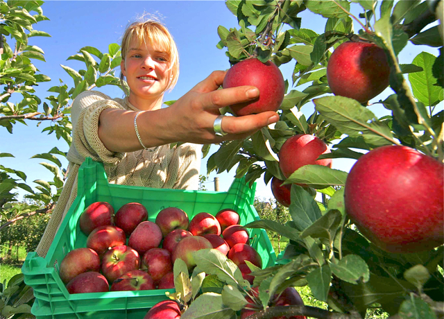 Äpfel in Hülle und Fülle sowie jede Menge Apfelprodukte ...