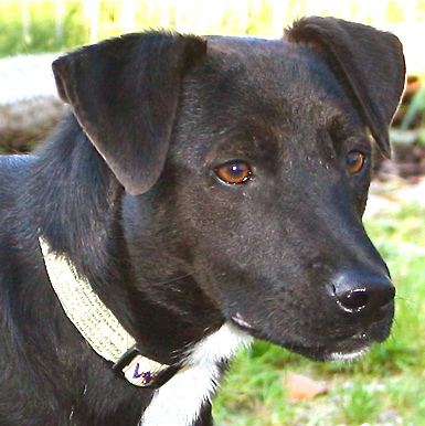 Toti ist sehr aufgeschlossen und verschmust. Fotos (3): oh