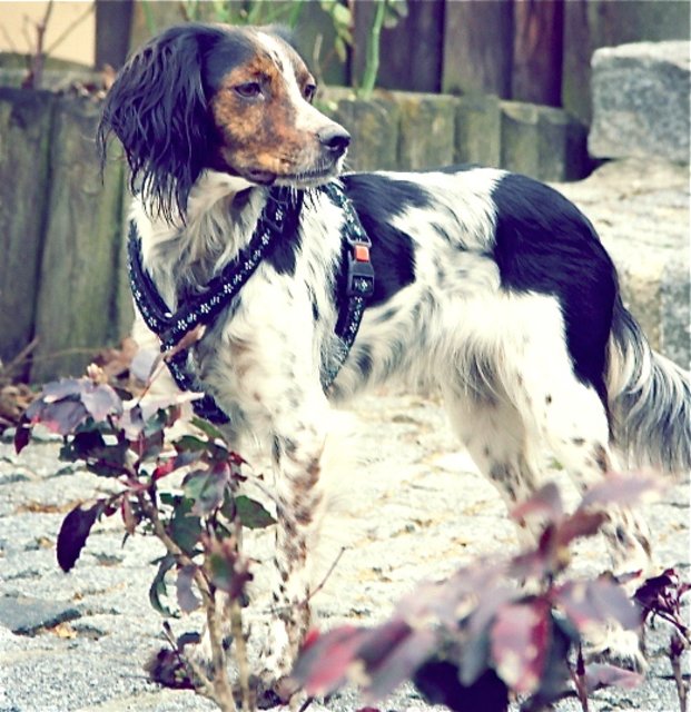 Pippa ist eine bezaubernde Breton-Hündin.
