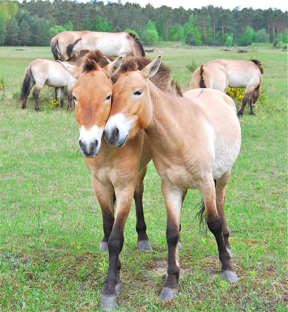 Die Wildpferde sind ein beliebtes Fotomotiv. Foto: oh