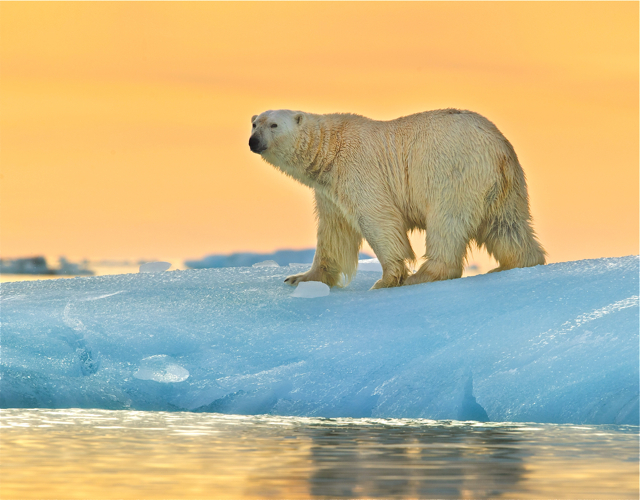 Ein Markenzeichen von Norwegen sind die Eisbären. Foto: Veranstalter
