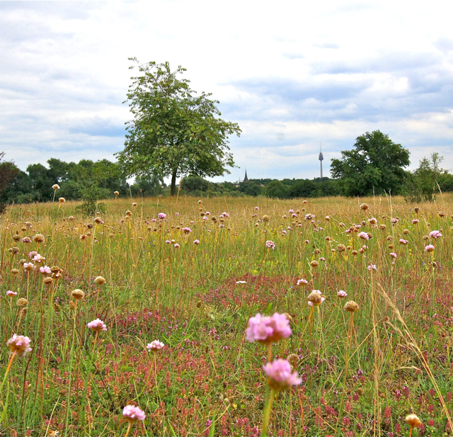 Das Hainberg-Gelände ist ein Natur-Juwel und steht deshalb unter ganz besonderem Schutz. Foto: Stadt Nürnberg / Umweltamt / Sondermann-Dülp