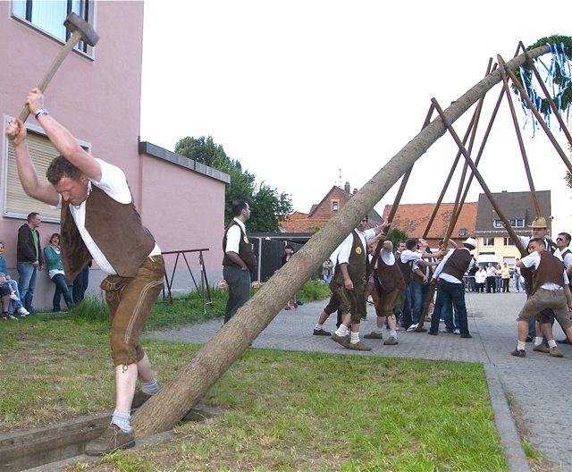 Richtig zupacken müssen die Kärwaburschern beim Aufstellen des Kirchweihbaumes.