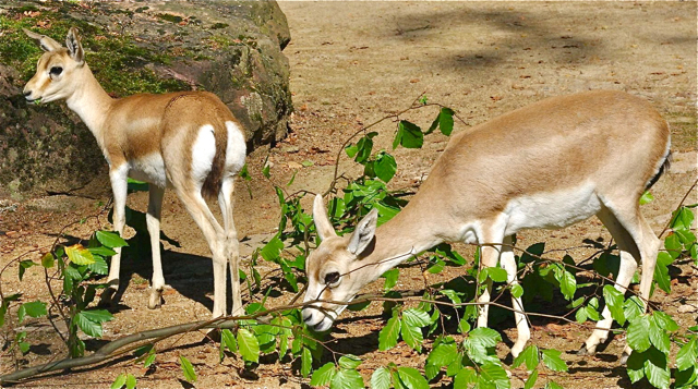 Im Nürnberger Tiergarten gibt es Nachwuchs bei den Kropfgazellen. Während in den letzten Jahren nur einzelne Jungtiere zu verzeichnen waren, sind zwischen Mai und Juli 2012 insgesamt fünf weibliche Tiere zur Welt gekommen. Dies kann als großer Erfolg gewertet werden, denn nur in wenigen Zoos sind Zuchtgruppen der anmutigen und eleganten Kropfgazellen zu finden. Insgesamt werden in zehn europäischen Zoos etwa 100 Tiere dieser Gazellenart gehalten. Foto: Tiergarten Nürnberg