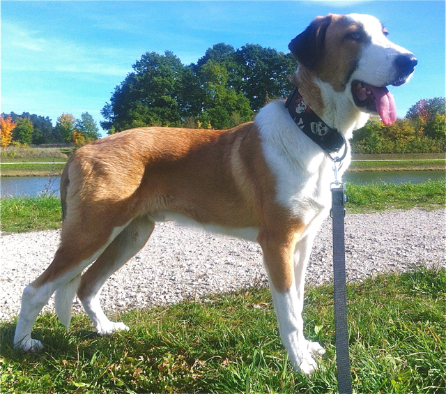 Bailey ist ein wunderschöner junger Hund. Fotos (2): oh