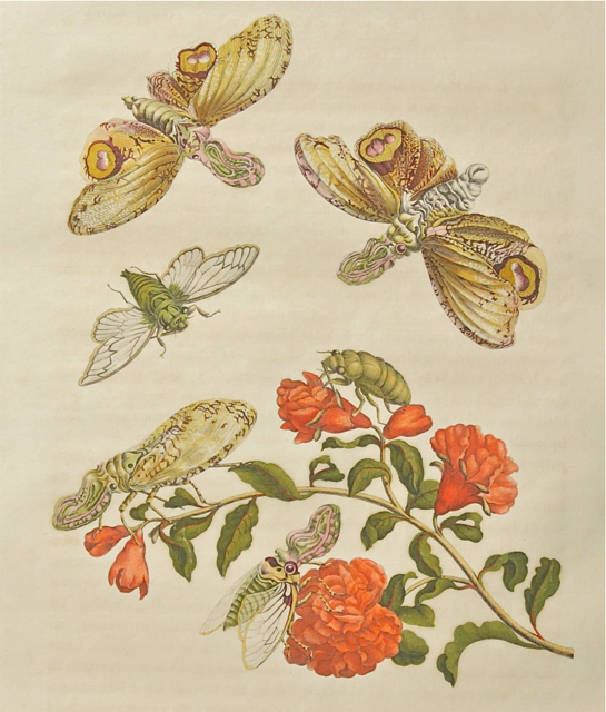 Maria Sibylla Merian: Granatapfelblüte und Laternenträger (1705). Quelle: Germanisches Nationalmuseum