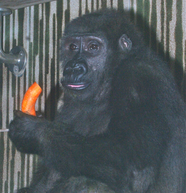 Louna, das junge Gorilla-Mädchen, fühlt sich in Nürnberg bereits recht wohl. Foto: Tiergarten