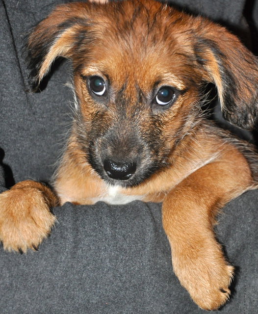 Klein-Karlo ist ein allerliebster Hundejunge. Fotos (2): oh