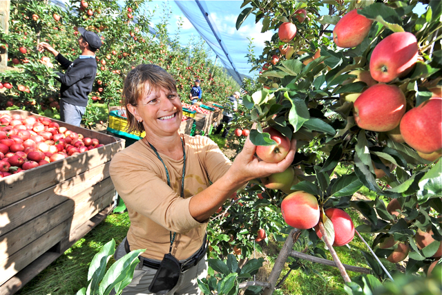 Regionales auf den Tisch: Zum Tag der Regionen gibt's gar manche Köstlichkeit, darunter auch frisches Obst. Foto: dapd
