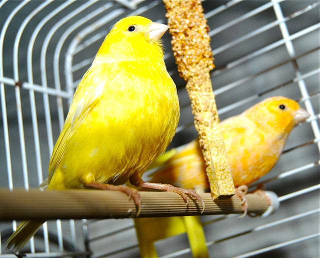 Die Piepmätze Nelly und Goldie brauchen ein Zuhause.