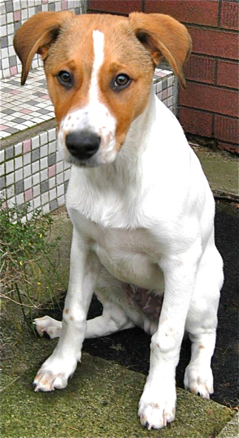 Jasper ist der ideale Familienhund. Fotos (2): oh