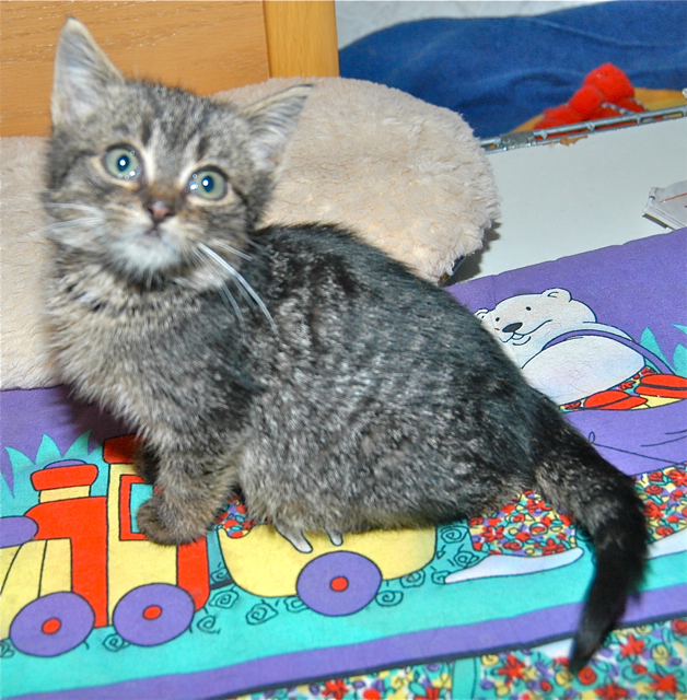 Der goldige Gismo ,,spricht viel. Fotos (2): oh