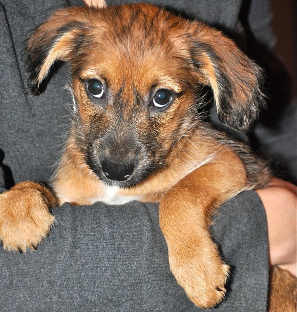 Klein-Karlo ist ein allerliebster Hundejunge.