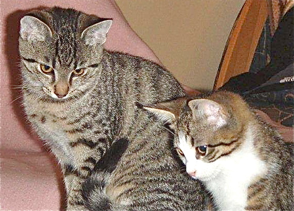 Stellvertretend für die Katzenwaisen zeigen sich diese beiden Süßen.