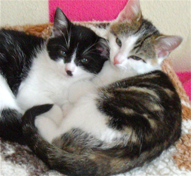 Dasty und Delia suchen ein katzenfreundliches Zuhause. Fotos (2): oh