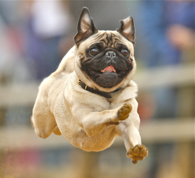 In der Beliebtheitsskala ganz oben steht bei Hundefans nach wie vor der Mops. Und wer glaubt, ein Mops sei nur ein Couchpotato, der irrt wie man deutlich sehen kann. Das Bild wurde beim Hamburger Mopsrennen aufgenommen, auf der Cacib sind auch heuer wieder die schönsten Exemplare zu sehen. Foto: Philipp Guelland/dapd