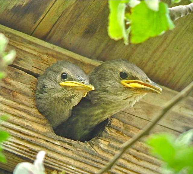 Junge Stare schauen neugierig aus ihrem Nistkasten. Foto: LBV/oh/Borok