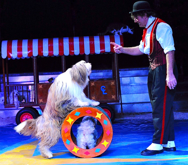 Vom 19. bis 23. September gastiert die internationale Circus-Show Renz in Erlangen auf dem Festplatz Hartmannstraße in einem Zirkuszelt, in dem 1.400 Menschen Platz haben. Die Besucherinnen und Besucher erwartet ein unterhaltsames Programm mit heimischen Tierarten ohne exotische Wildtiere. Foto: oh