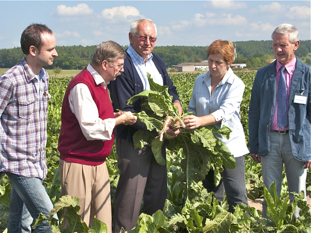 Experten im Meerrettichfeld (v.l.n.r.): Andreas Loebers von der Uni Erlangen-Nürnberg, Prof. Dr. Wolfgang Gerlach von der Staatlichen Forschungsanstalt für Gartenbau / Weihenstephan, Meerrettichbauer Norbert Kröner, Carola Nitsch vom Amt für Ernährung, Landwirtschaft und Forsten in Fürth sowie Projektleiter Josef Hofbauer. Fotos (3): Martin Rosenbauer