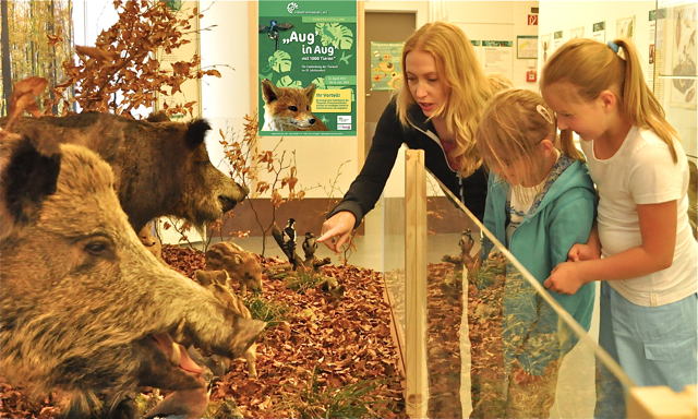 Auch wenn die Tiere präpariert sind: Aug' in Aug' mit Wildschwein, Bär & Co. ist allemal spannend. Foto: oh