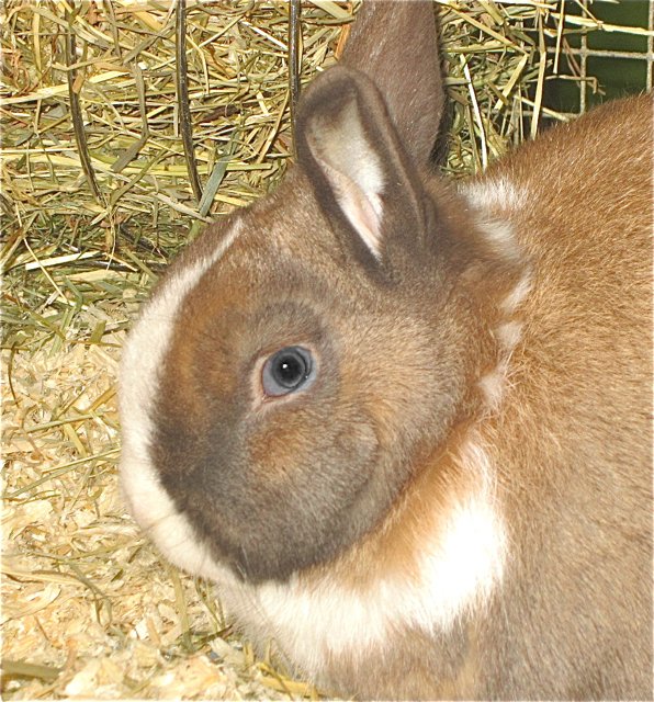 Ottfried hätte gerne Auslauf.
