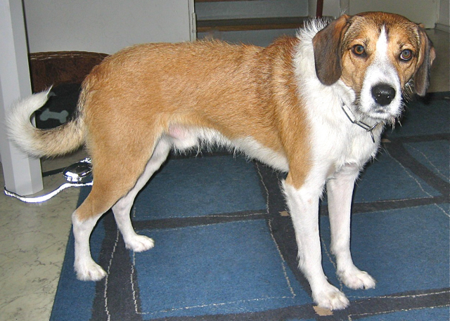 Hugo ist ein gelehriger, braver und liebenswerter Hundebub.