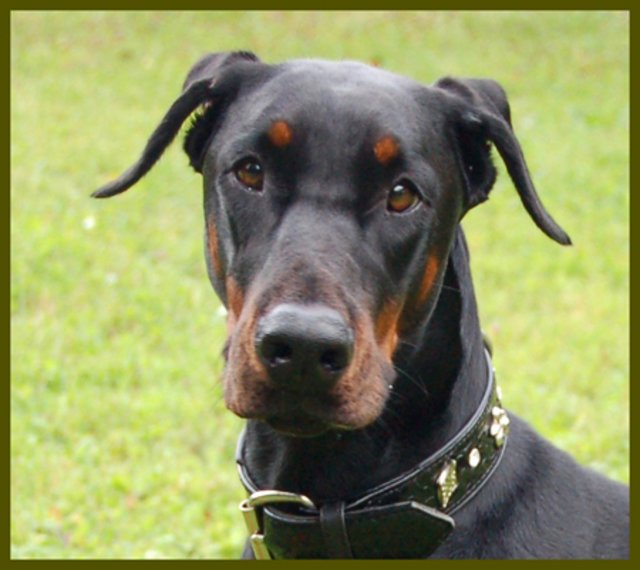Kattinka ist eine wachsame Dobermann-Hündin. Foto: oh