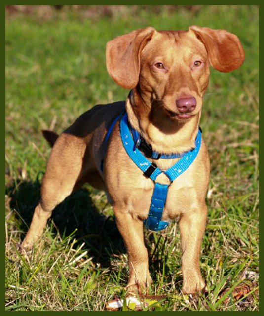 Little Rex begegnet anderen Hunden und Katzen mit großer Freundlichkeit. | Foto: oh