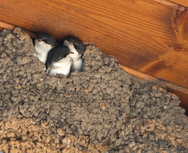 Mehlschwalben im Nest. | Foto: LBV/A. Hatlapa