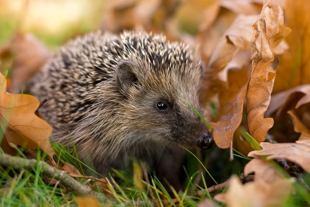 Nützlich im Garten: der Igel. | Foto: LBV