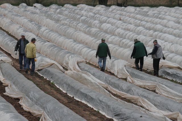 Die Spargelbauern sind mit den warmen Temperaturen zufrieden: Früh im Jahr können Sie den berühmten fränkischen Spargel ernten. | Foto: bayernpress