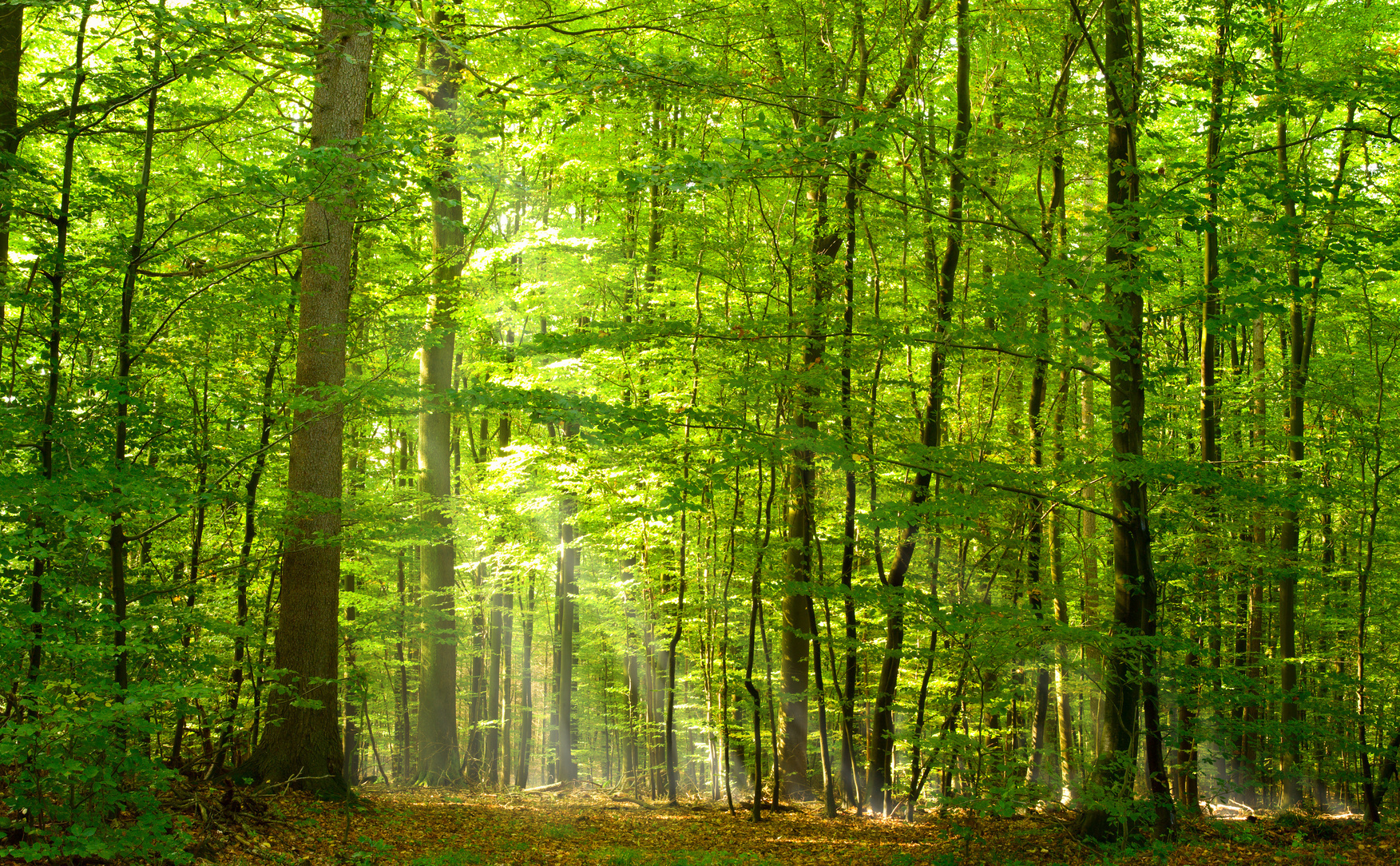 Der LBV will sich massiv für den Erhalt von Geschützten Landschaftsbestandteilen einsetzen.