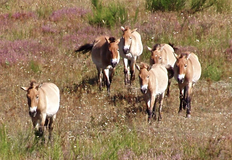 Beim Besuch im Tennenloher Forst gibt es auch viel Interessantes über die Urwildpferde zu erfahren. Foto: Landschaftspflegeverband Mittelfranken e.V.