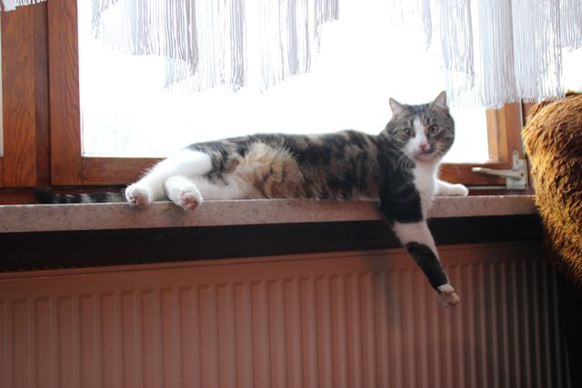 Kater Benny - der Herr der Fensterbank