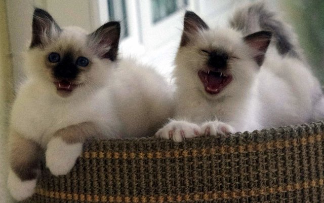 Heute ist Internationaler Katzentag :-) :-)