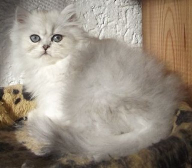 Angie meine kleine Maus und Katzendame im Haus