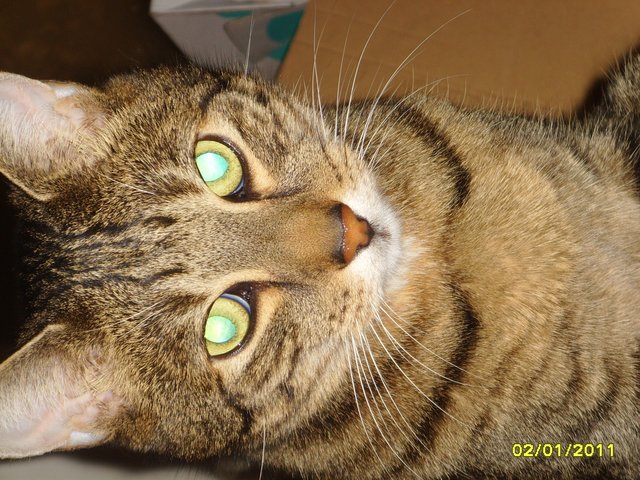 Angel, 13 Jahre alt