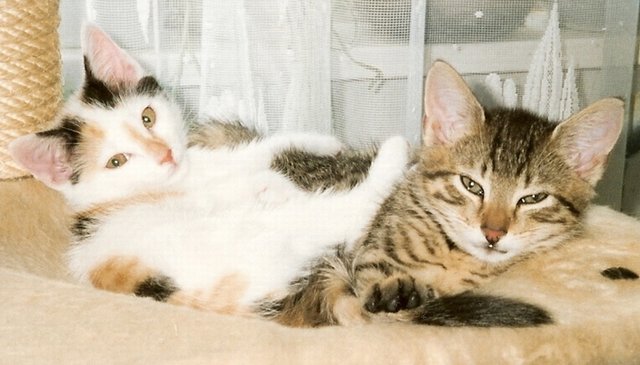 Buffy und Angel als Babys
