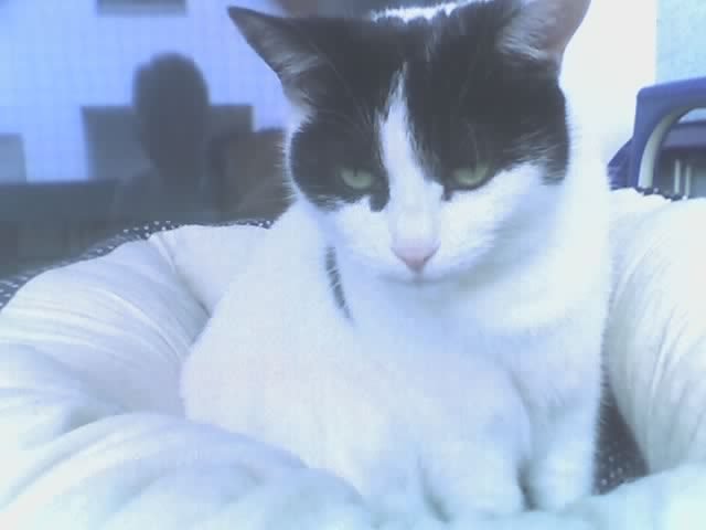 Mausi