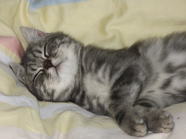 Babykater