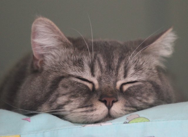 Traumkater
