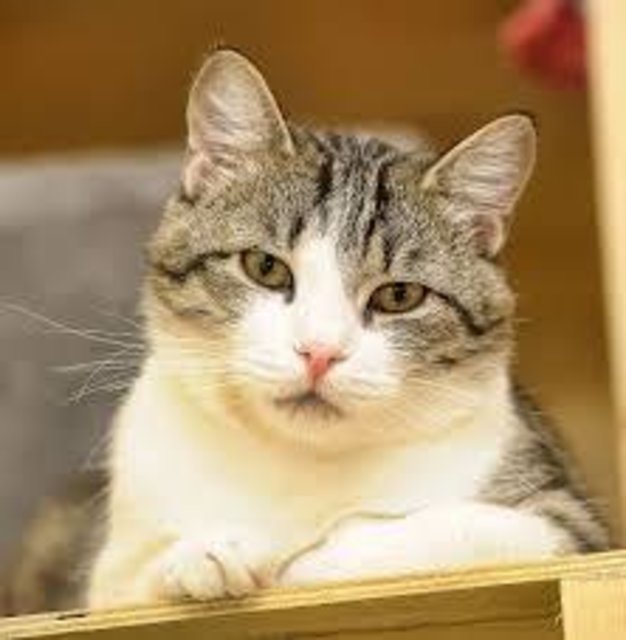 Katze Max