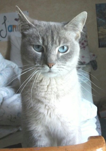 Hauskatze Peterle