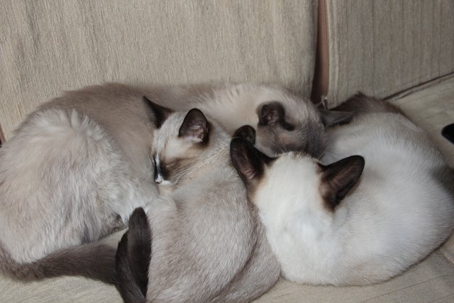 Müde Kater