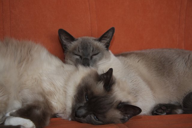 Sandro und Balu