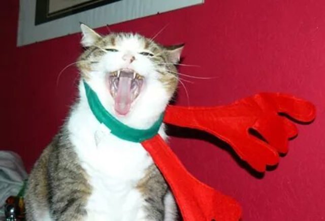 ...deshalb schnell runter mit dem Ding! | Foto: api