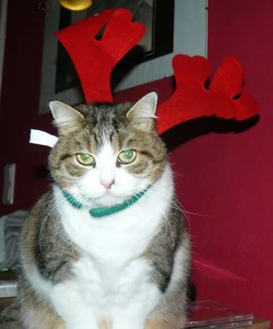 Lotte findet das Rentiergeweih nicht so toll... | Foto: api