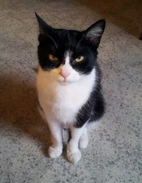 Rosie aus der Südstadt | Foto: api