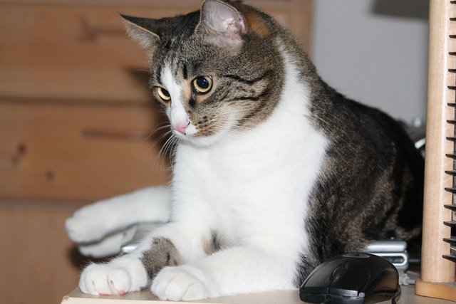 Kater Benny der Beschützer von Notebook und PC-"Maus"