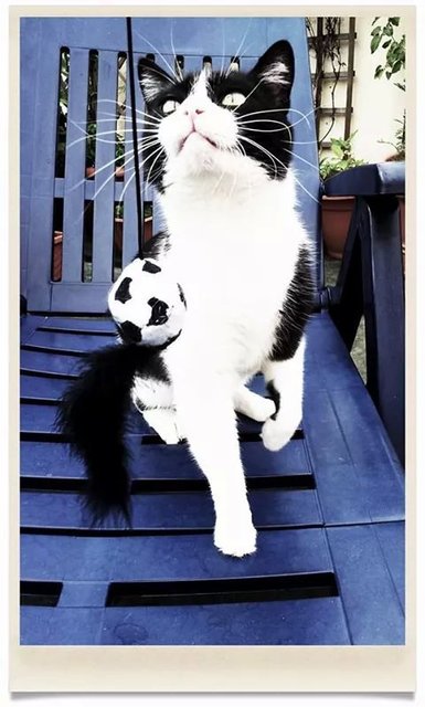 Rosie bei der Fußball-WM 2014 | Foto: api